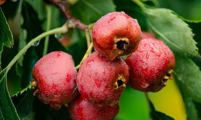 7天茶方祛湿减脂_21天减肥法怎么防反弹_21天三杯茶减内脏脂肪