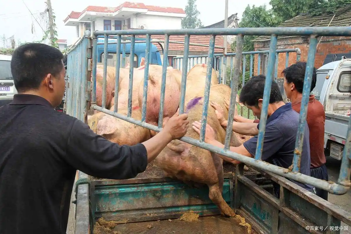 当前猪价现状供需博弈_未来五年生猪价格走势_影响短期猪价的四大核心因素