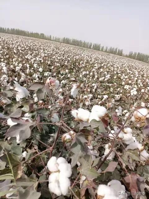 2025棉花行情_新疆棉花产业政策 _ 2025年棉花目标价格补贴 