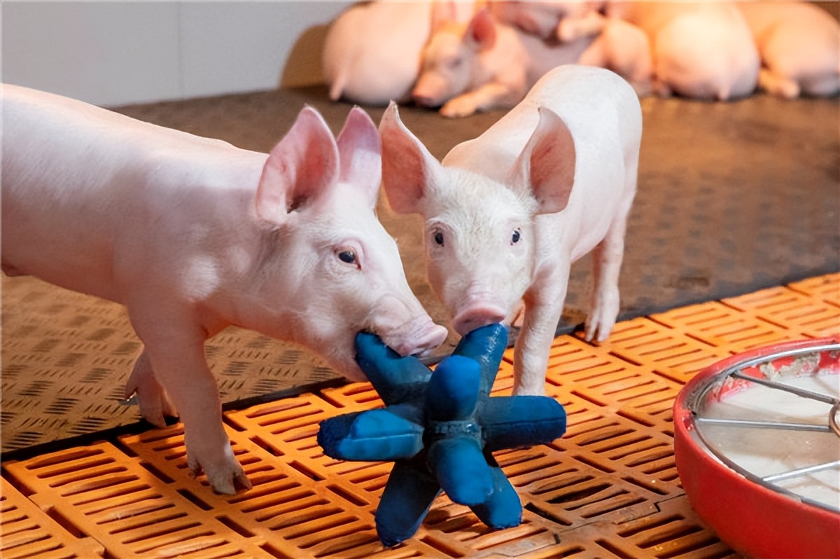 全国生猪价格走势图_生猪走势行情分析_生猪走势图价格全国最新