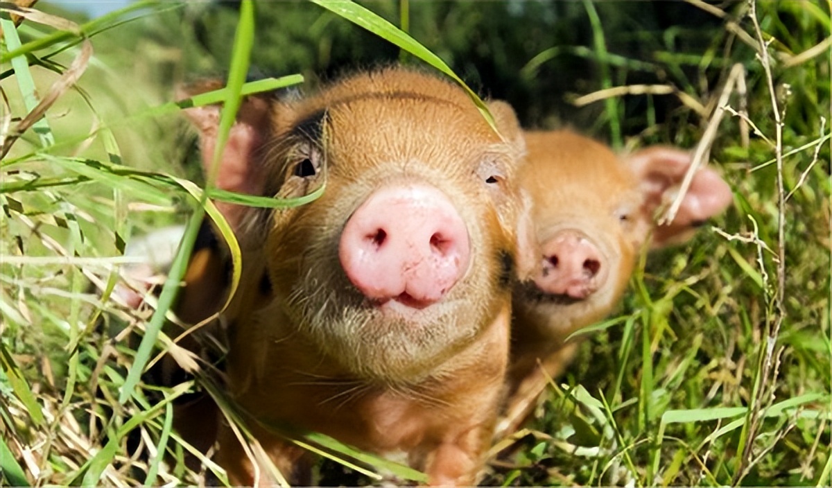 外三元猪价走势分析_2025年08月18日中国养猪网生猪价格行情_全国生猪价格走势图