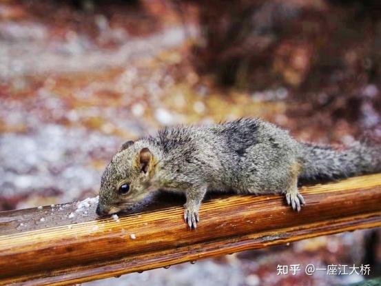 成都华阳旅行社_四川旅游攻略_川西旅游路线规划