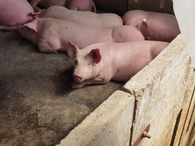 母猪存栏量_能繁母猪数量_2026年母猪走势_广西仔猪行情