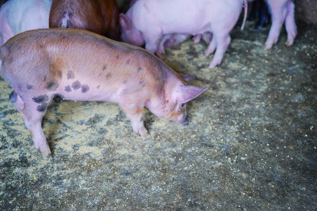 广西仔猪行情_母猪存栏量_能繁母猪数量_2026年母猪走势