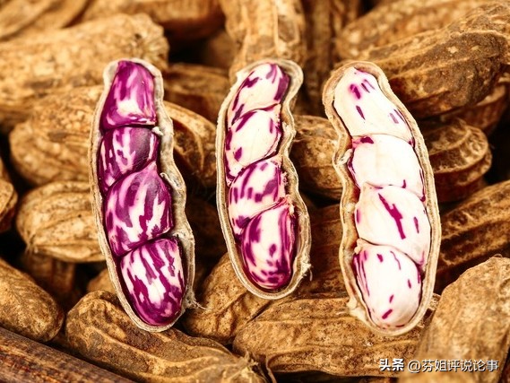 牛奶花生市场价格_2026年花生行情预测_七彩花生种植利润